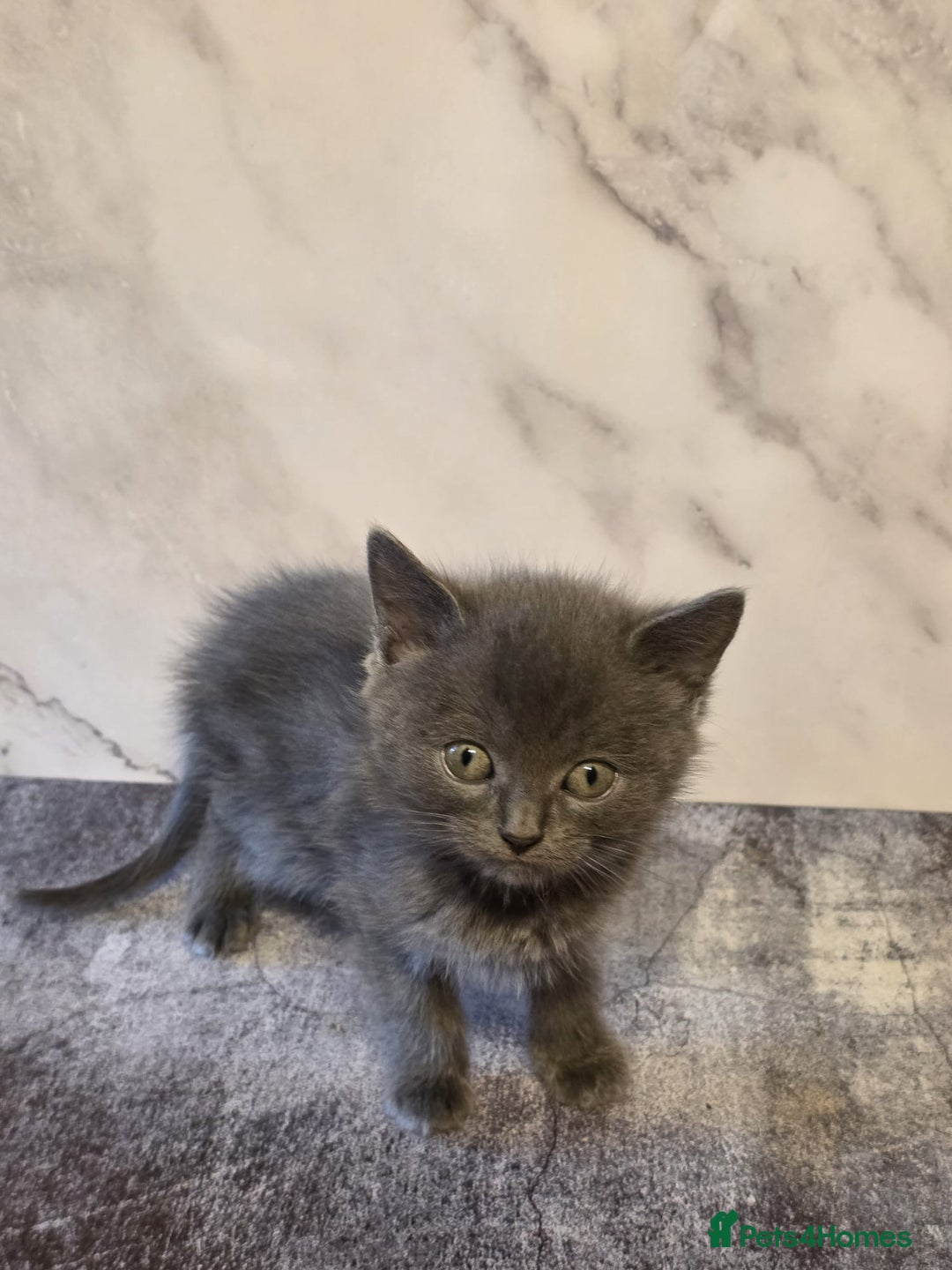Russian Blue cats for sale: Russian Blue x - Image 15
