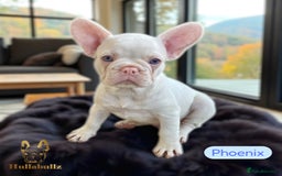 French Bulldog dogs for sale: REDUCED 1 boy left-Pink-blue eyes. HEALTH TESTED - Image 4