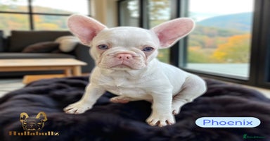 French Bulldog dogs - Advert 4