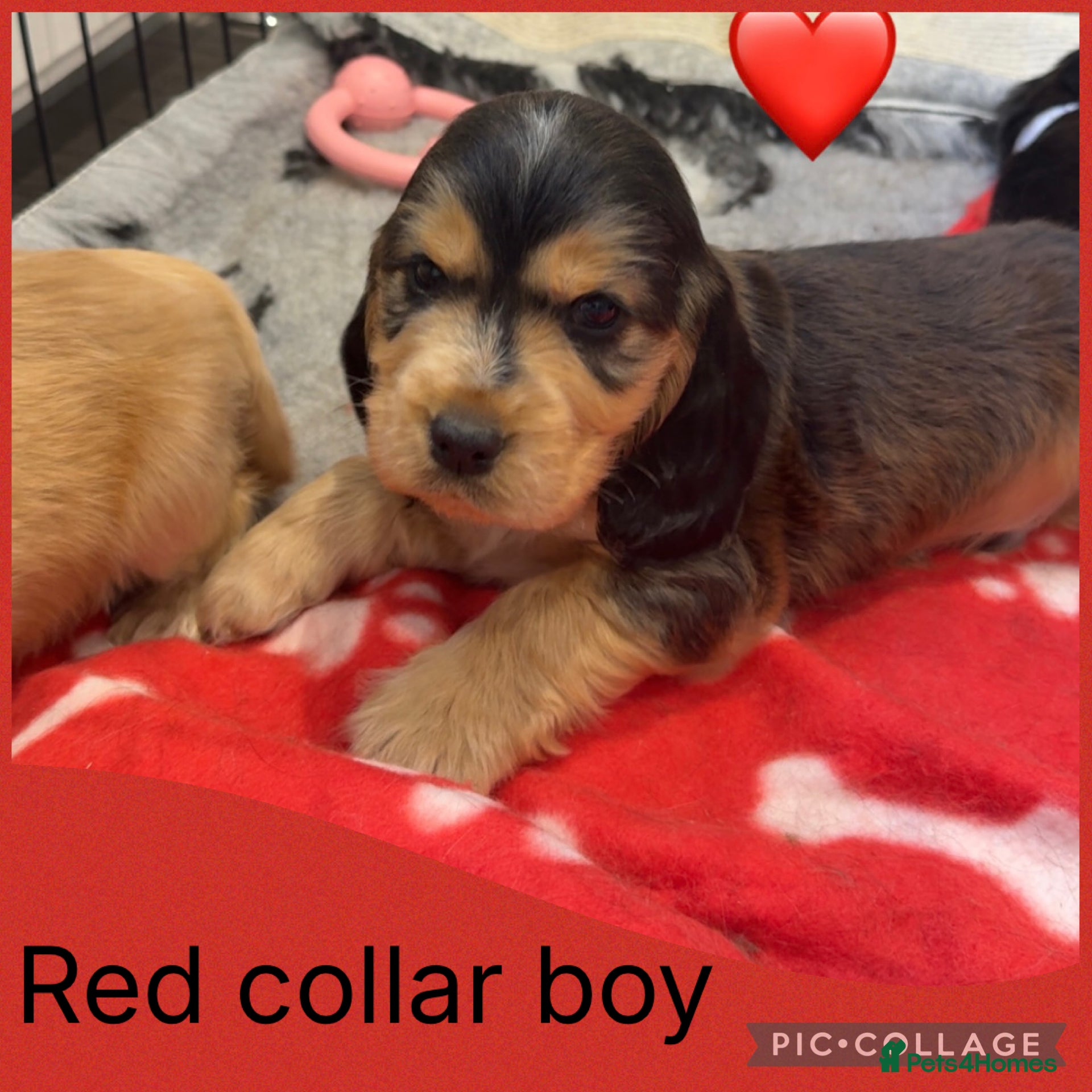Cocker Spaniel dogs KC Show Type , Health clear puppies - Advert 1
