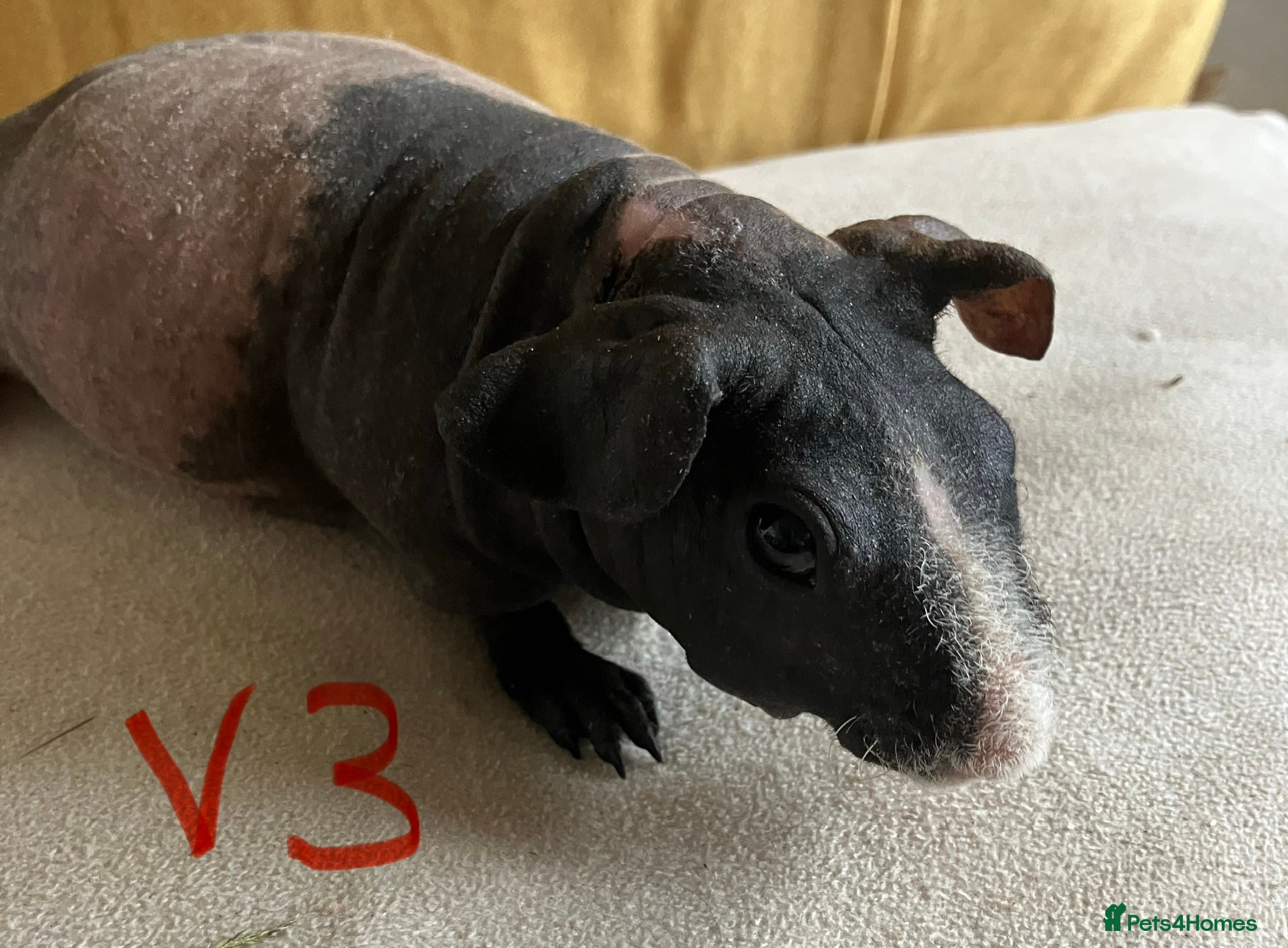 Guinea Pig rodents Well handled skinny pigs.  - Advert 17