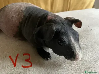 Guinea Pig rodents Well handled skinny pigs. - Advert 17