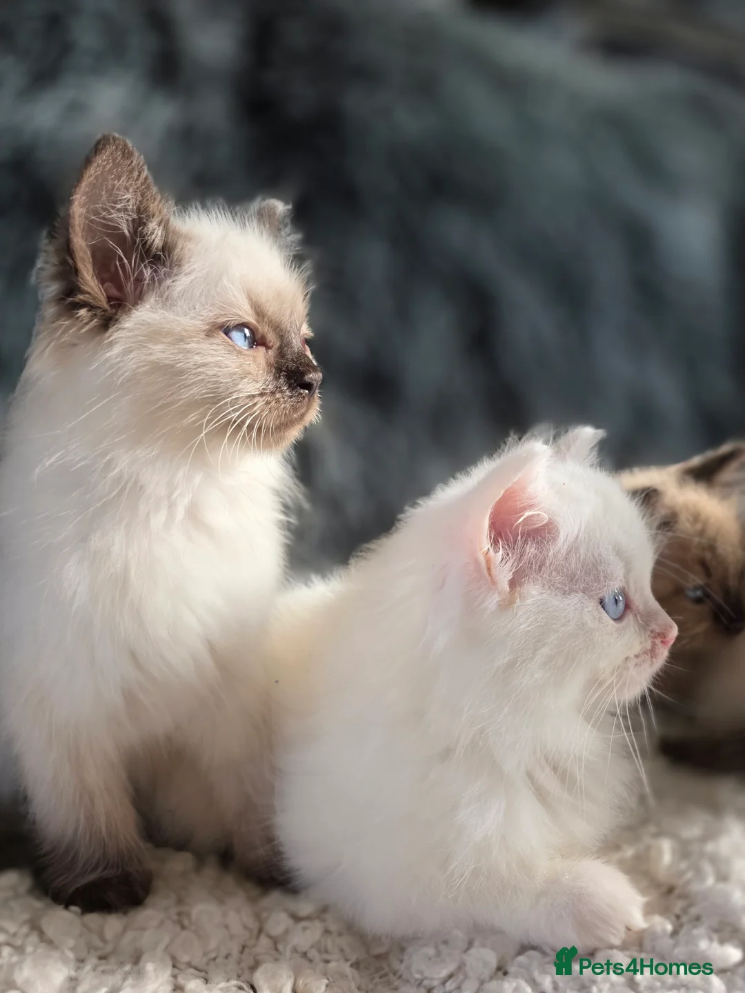 Ragdoll cats for sale: Quality Ragdoll Kittens - Advert 14