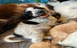 Cockapoo dogs for sale: Colourful Cockapoos 🌈 Raised Right ✨ - Image 7