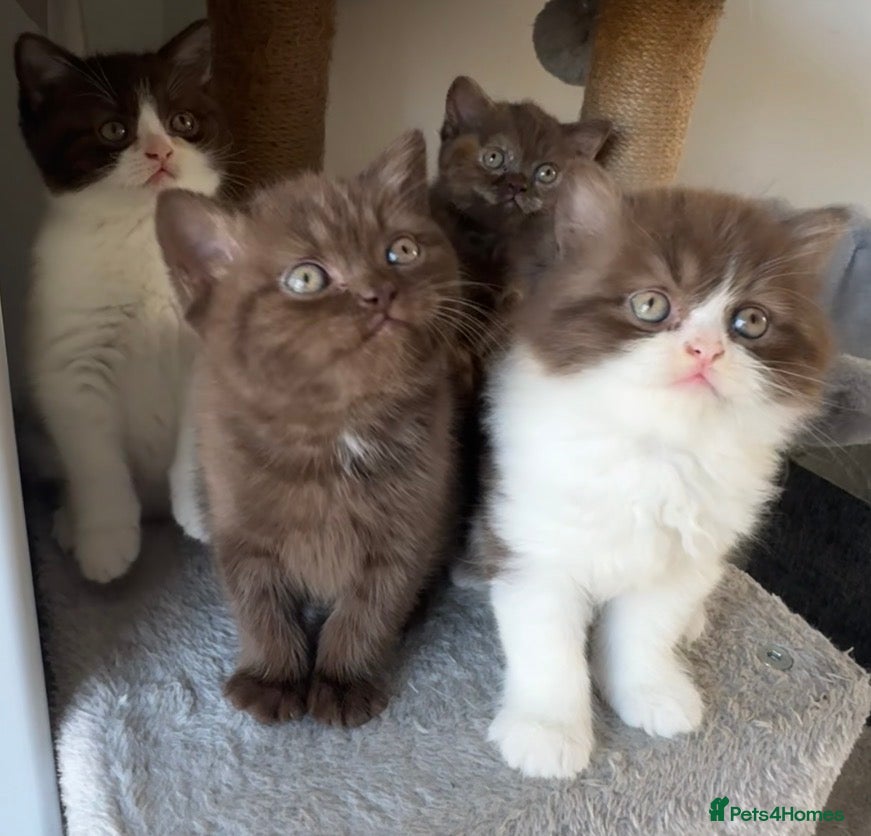 British Shorthair cats Chocolate British Shorthair Kittens - Advert 1