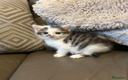 Mixed Breed cats for sale: 4 beautiful female kittens  - Advert 11