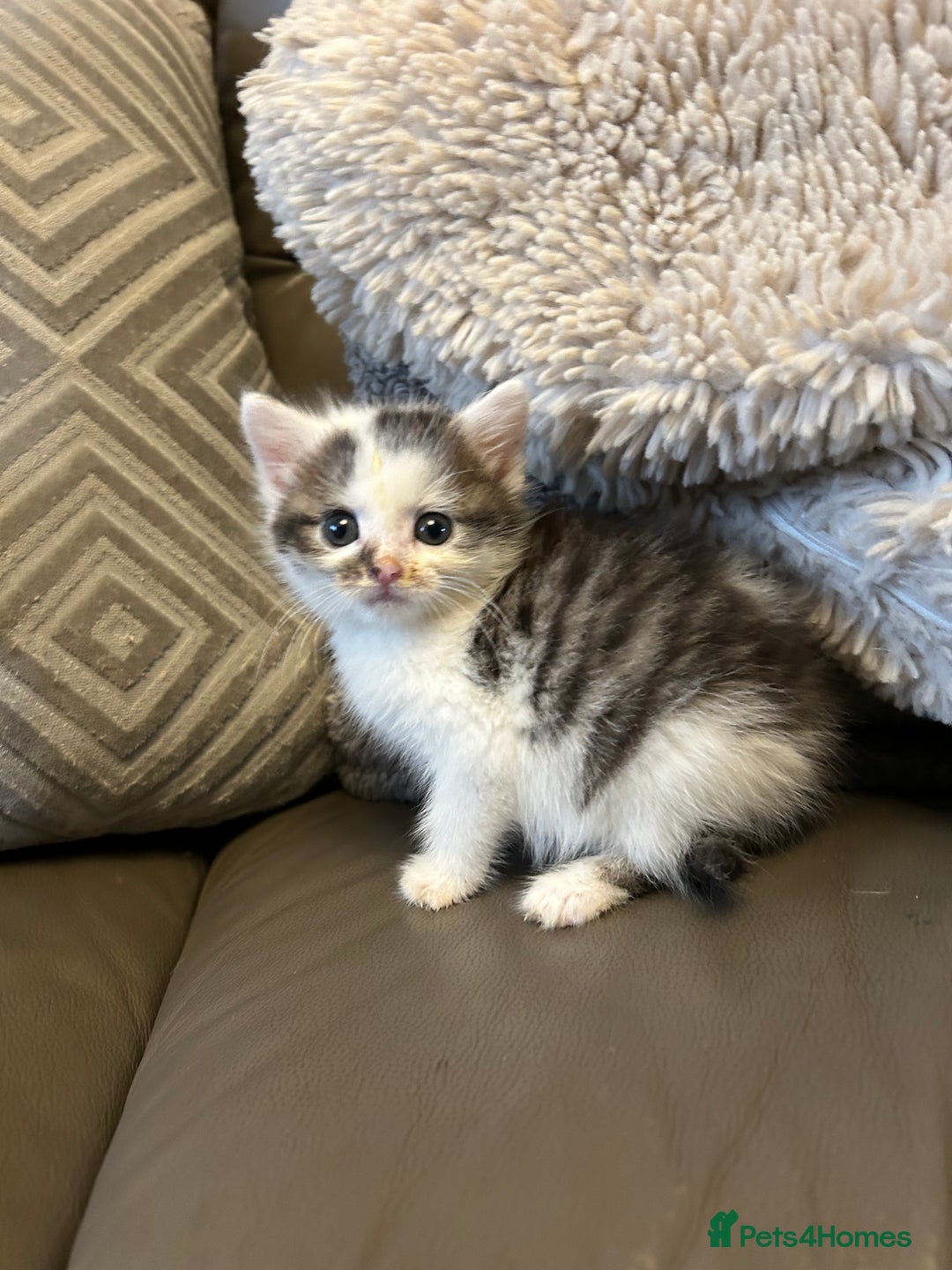 Mixed Breed cats for sale: 4 beautiful female kittens  - Advert 11