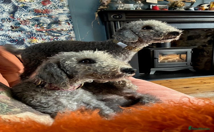 Bedlington Terrier dogs - Advert 1