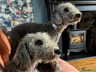 Bedlington Terrier dogs - Advert 3