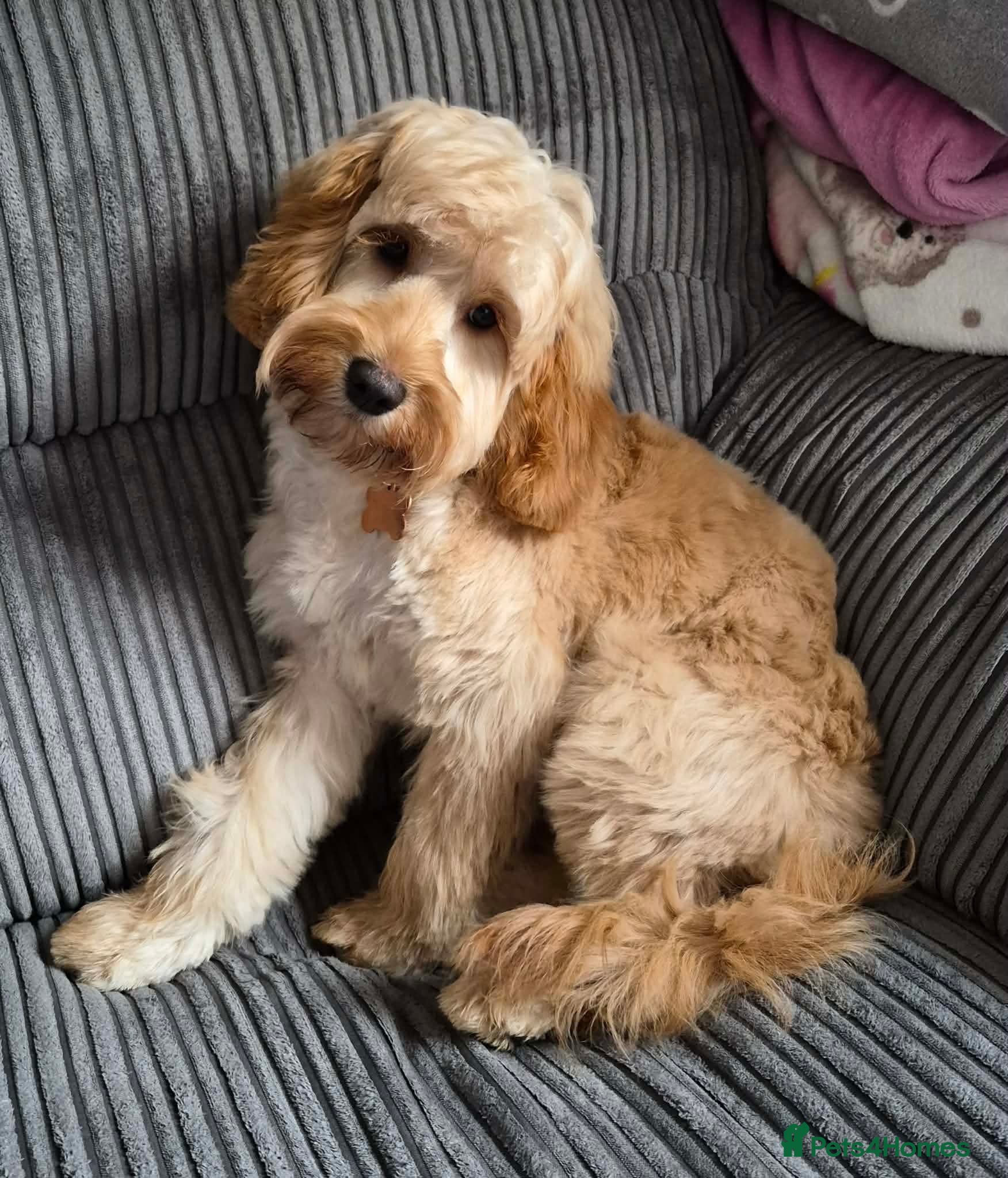 Cockapoo dogs Female F1 cockapoo puppy seeking loving home  in Rochester - Advert 1