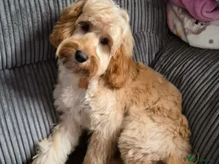 Cockapoo dogs Female F1 cockapoo puppy seeking loving home in Rochester - Advert 2