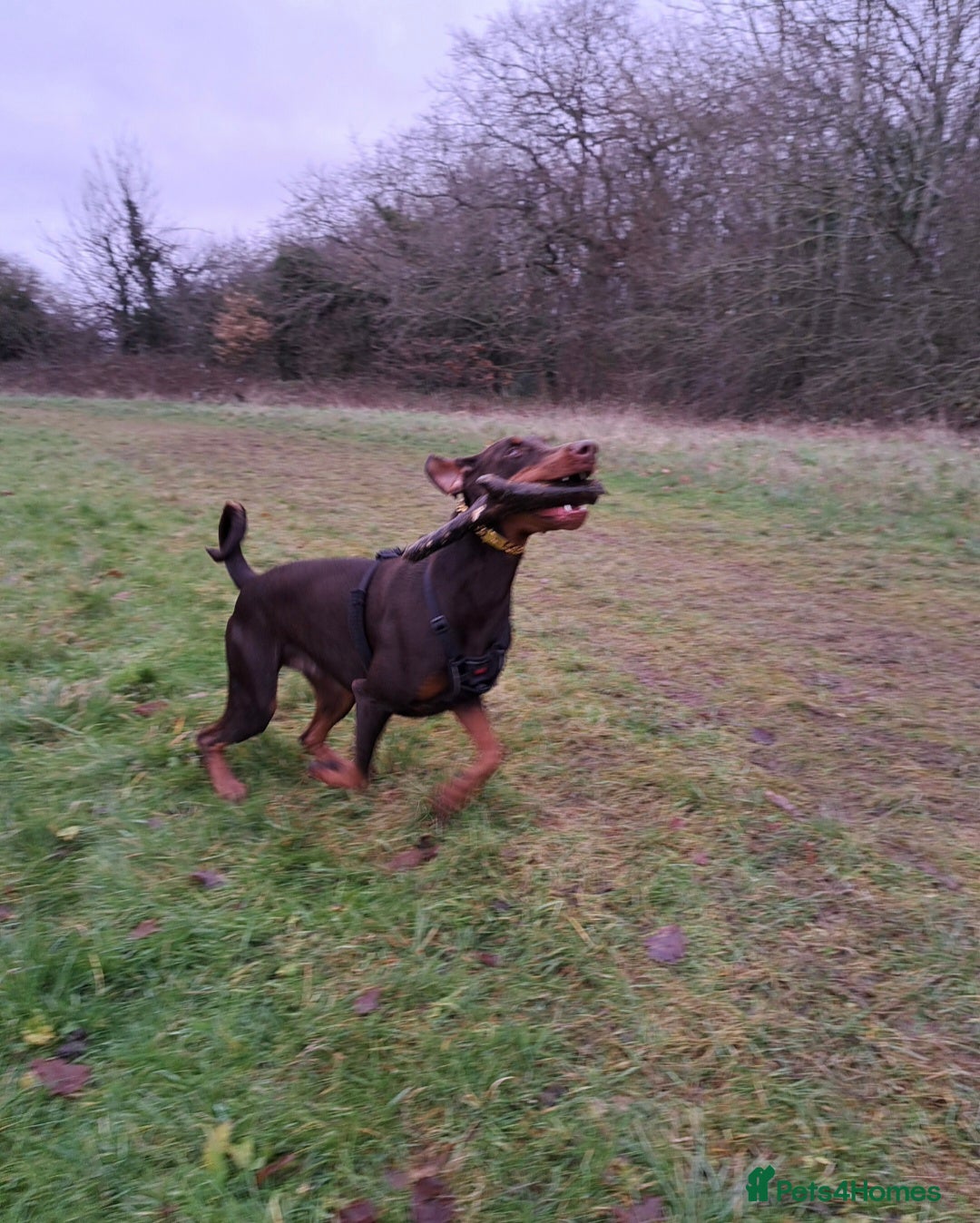 Dobermann dogs for sale: Loving, kind Dobermann in need of a new home - Advert 4