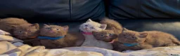British Shorthair cats for sale: Stunning chocolate kittens available  - Advert 8