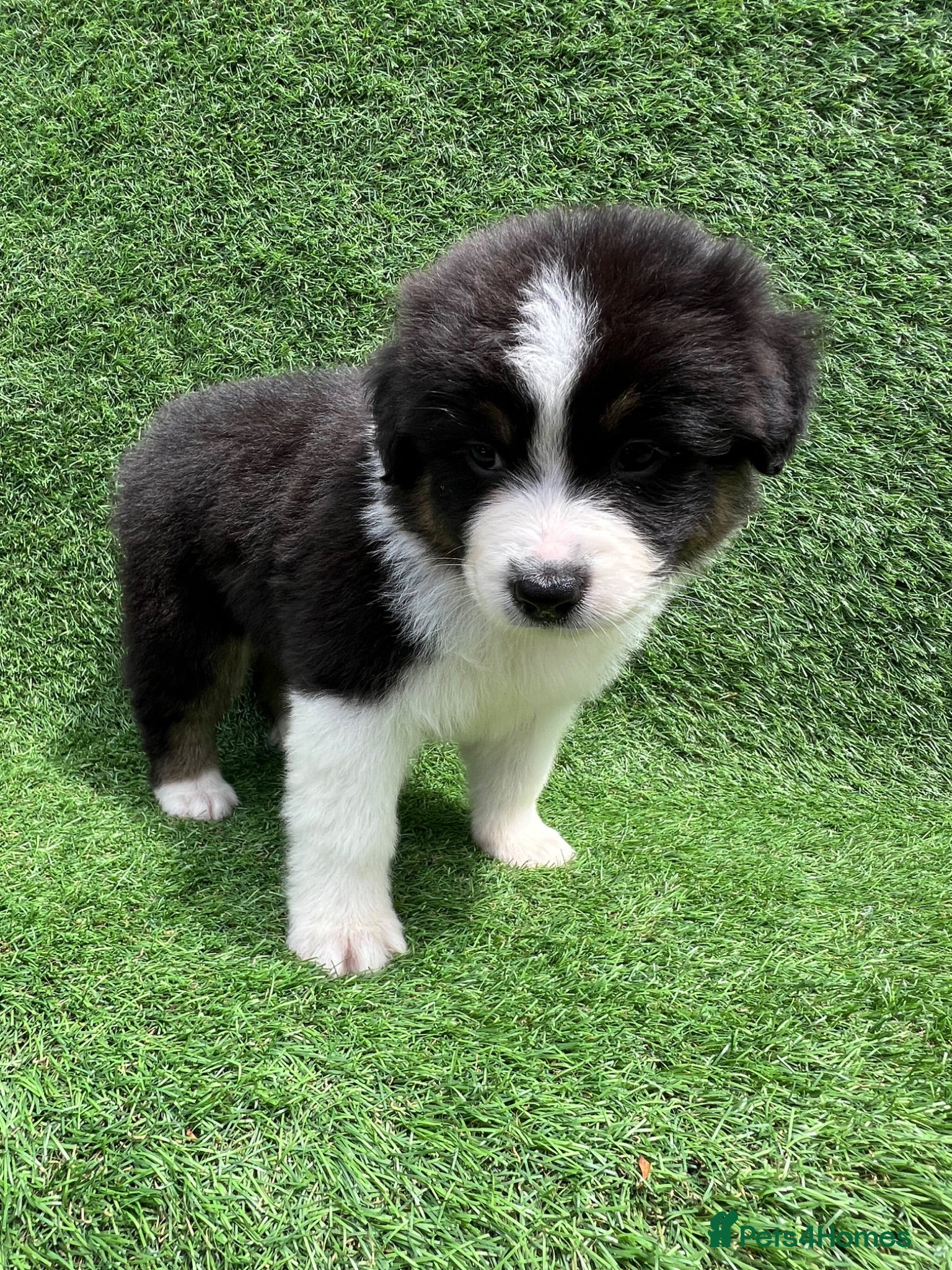 Australian Shepherd dogs Australian Shepherd Puppies  - Advert 2