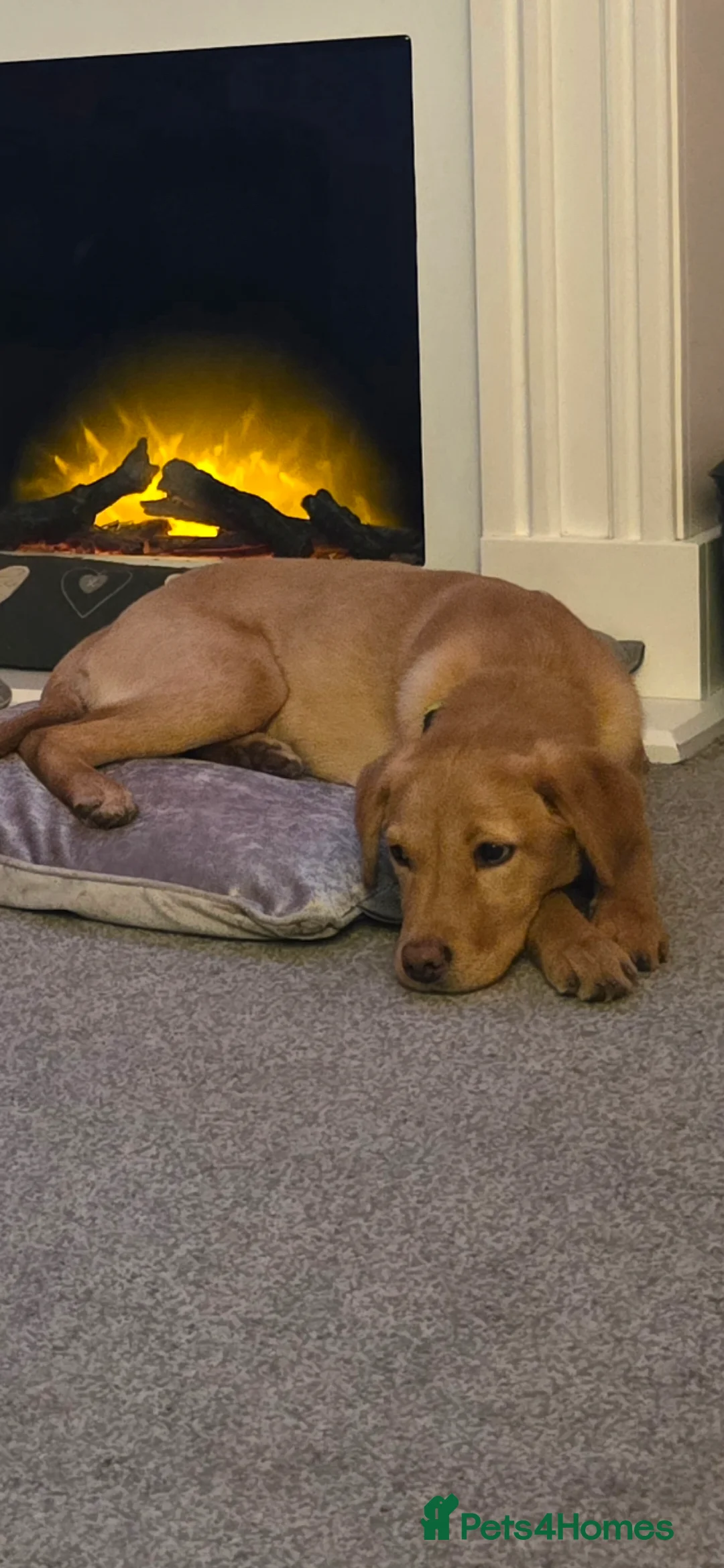 Labrador Retriever dogs for sale: Labrador Bella x - Advert 1