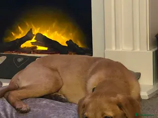 Labrador Retriever dogs Labrador Bella x - Advert 1