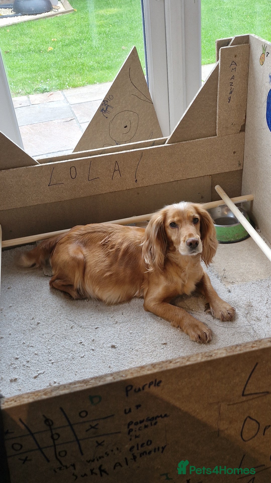 Cocker Spaniel dogs for sale: Golden working Cocker spaniels - Advert 16