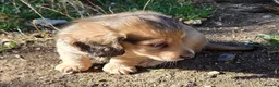 Dachshund dogs for sale: 4 Long Haired Mini Dachshunds beautifully stunning - Advert 17