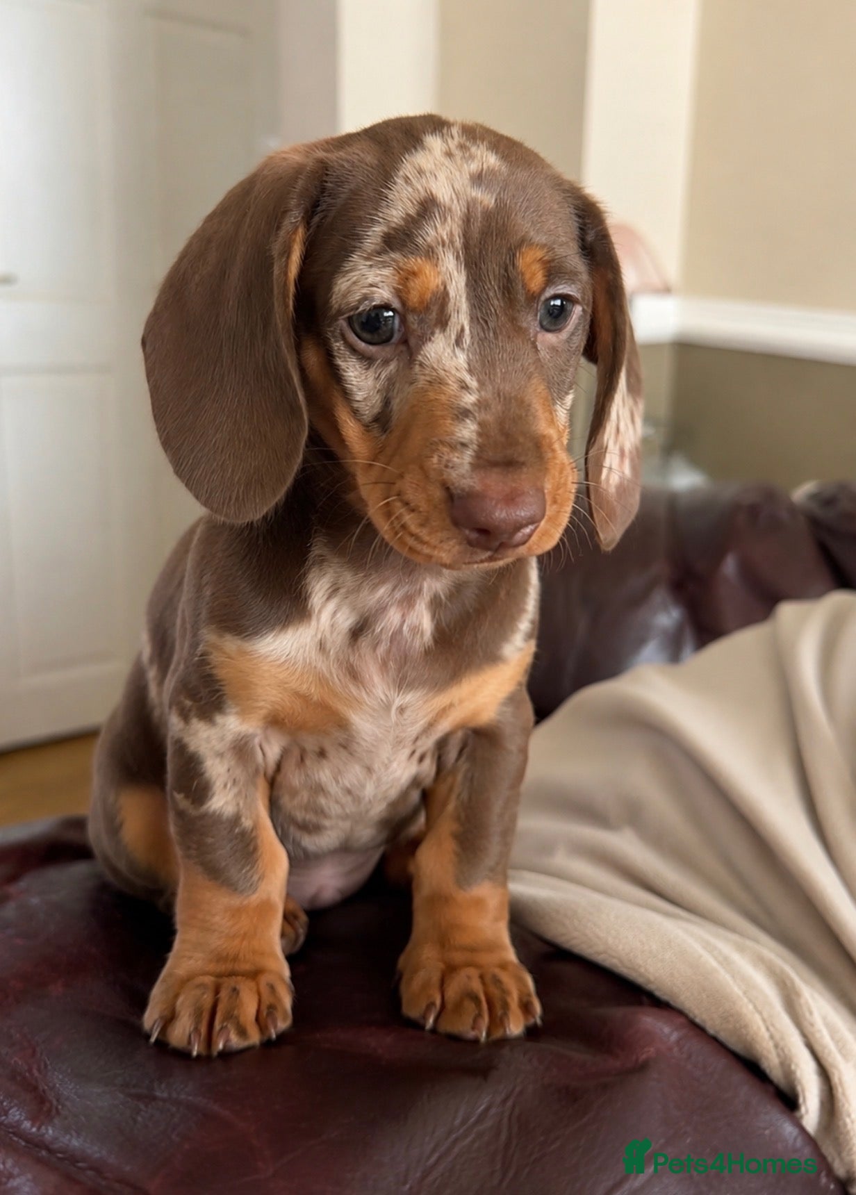 Miniature Dachshund dogs x1 Dapple for sale  - Advert 5