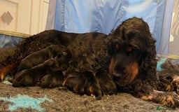 Cocker Spaniel dogs for sale: KC RIZI-BIZI show type European show champ lines - Image 15