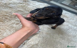 Miniature Dachshund dogs for sale: Miniature dachshunds  - Image 2