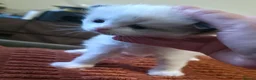 Ragdoll cats for sale: Pure Ragdoll kittens - Advert 2