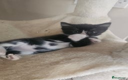 British Shorthair cats for sale: Brittish short hair cross main coon kittens - Image 11