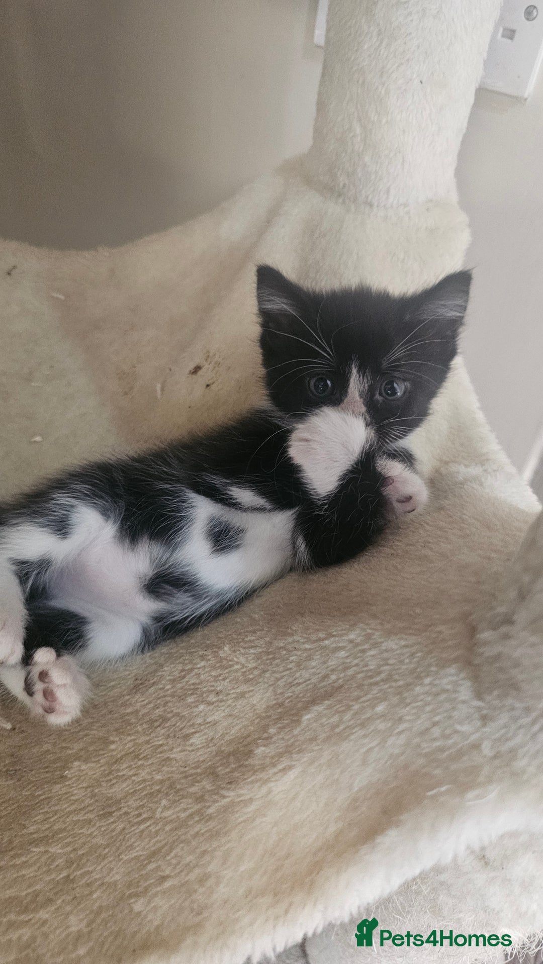 British Shorthair cats for sale: Brittish short hair cross main coon kittens - Image 11
