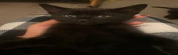Bombay cats for sale: beautiful kittens for sale  - Advert 7