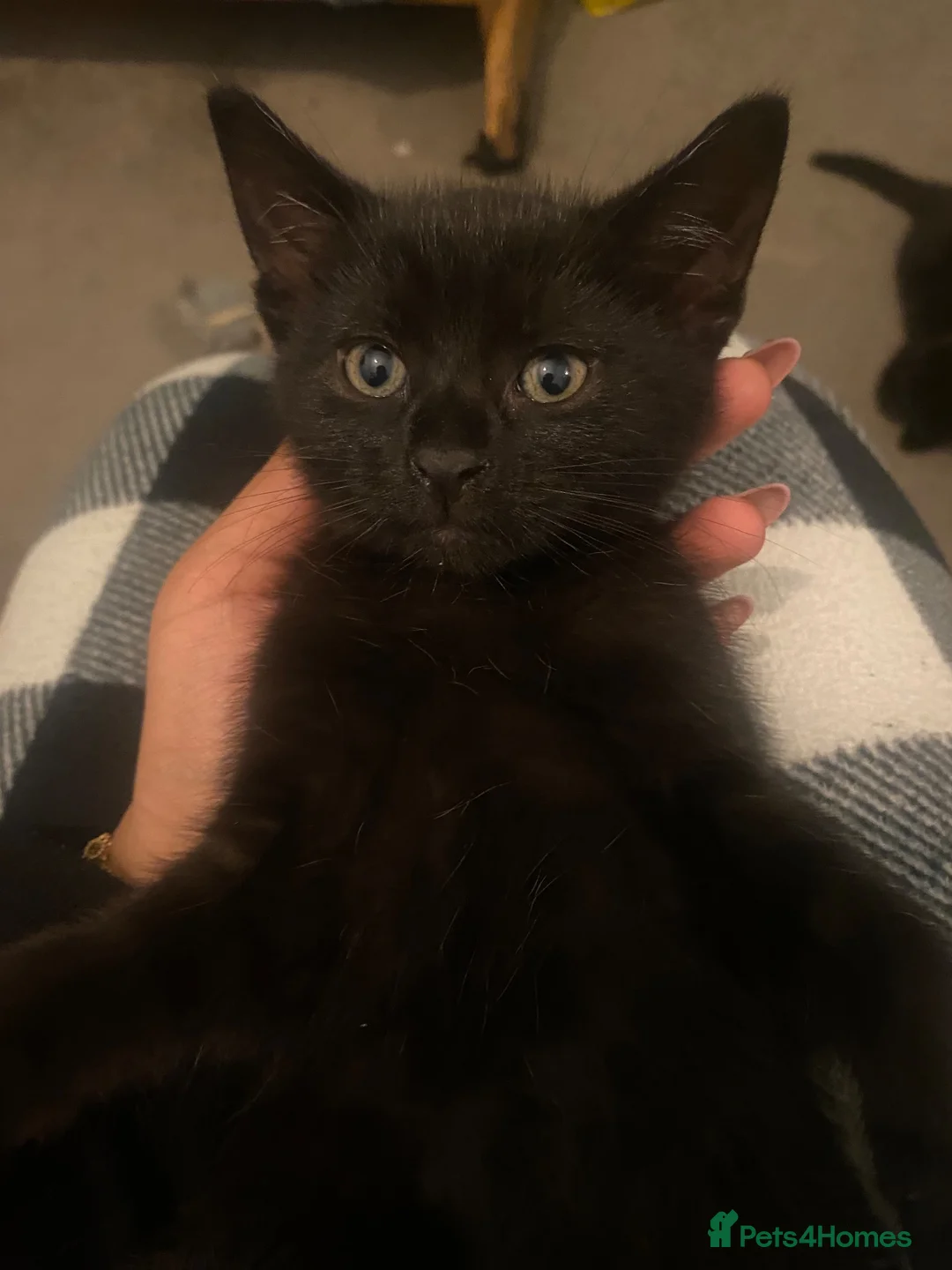 Bombay cats for sale: beautiful kittens for sale  - Advert 7