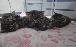 European cats for sale: 4 beautiful kittens looking for the New 🤎 home  - Image 1