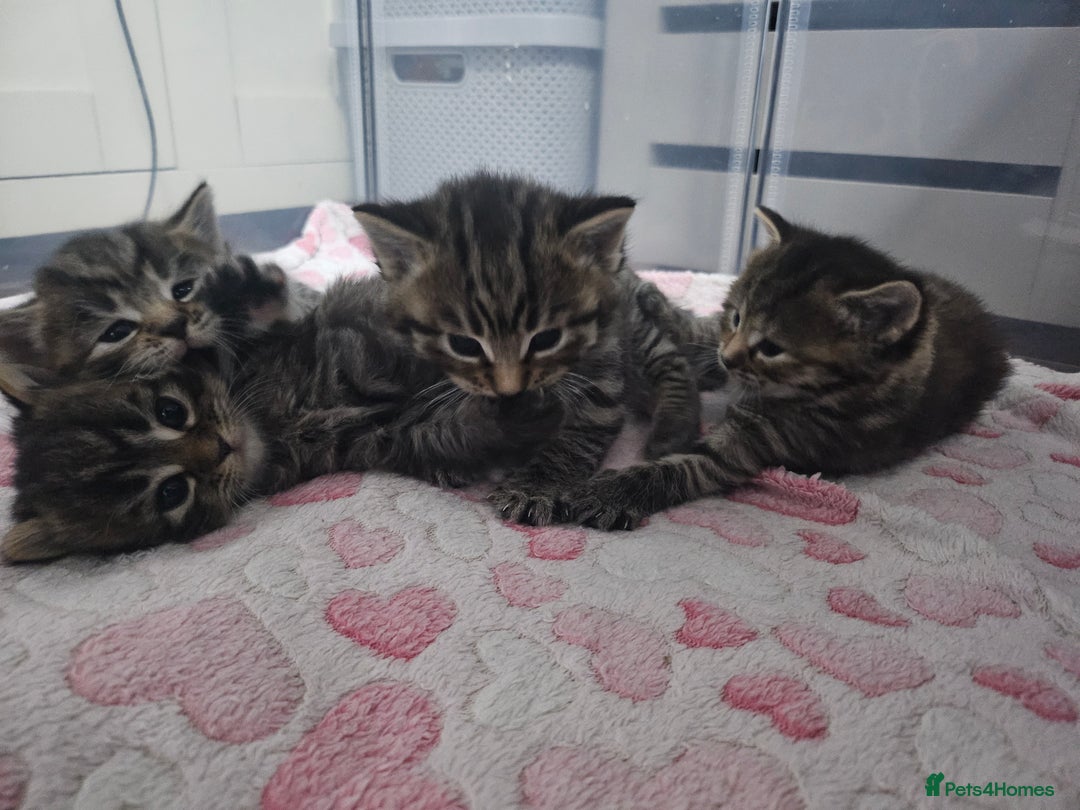 European cats for sale: 4 beautiful kittens looking for the New 🤎 home  - Image 1