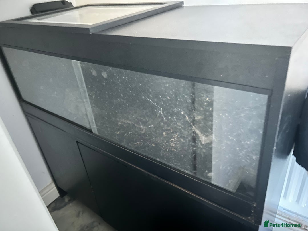 Tortoise reptiles for sale: Male and female horse field tortoises  - Advert 5