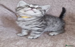 British Shorthair cats for sale: British shorthair  - Image 5