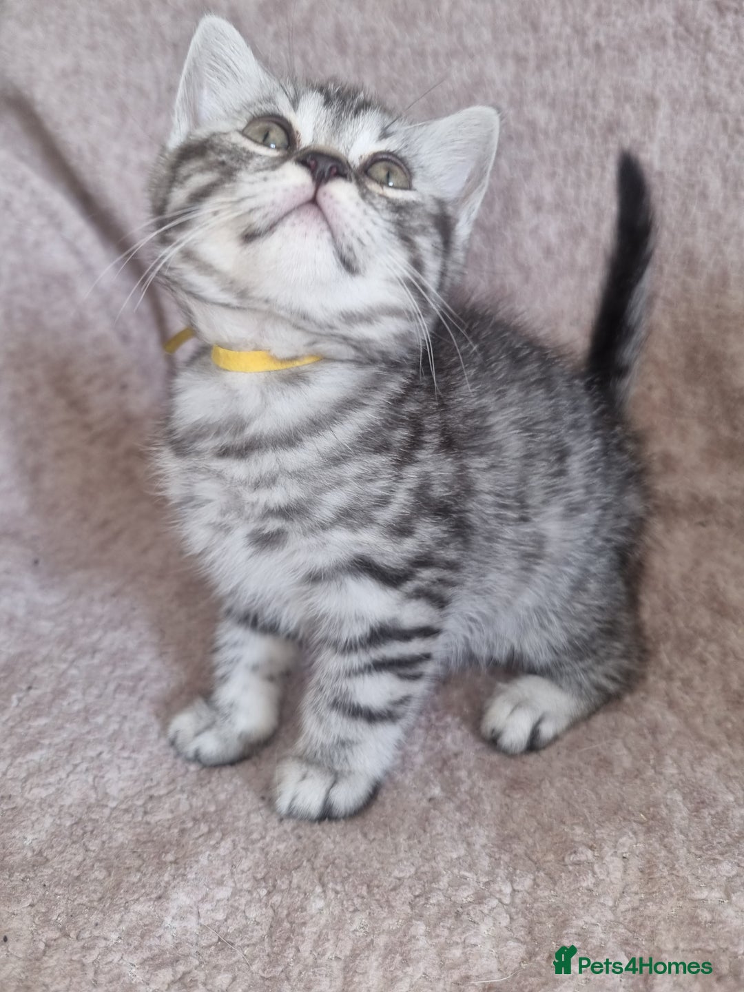 British Shorthair cats for sale: British shorthair  - Image 5