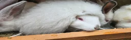 New Zealand rabbits for sale: New Zealand × Cali, Pure Cali & Rex Cross Rabbits - Advert 3