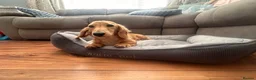 Miniature Dachshund dogs for sale: KC Miniature Long Haired Dachshund Cream Male in Warminster - Advert 4