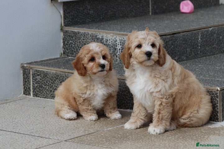 Cavapoochon dogs Beautiful Cavapoochon puppies for sale - Advert 1
