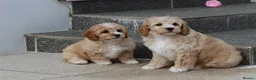 Cavapoochon dogs for sale: Beautiful Cavapoochon puppies for sale - Advert 26