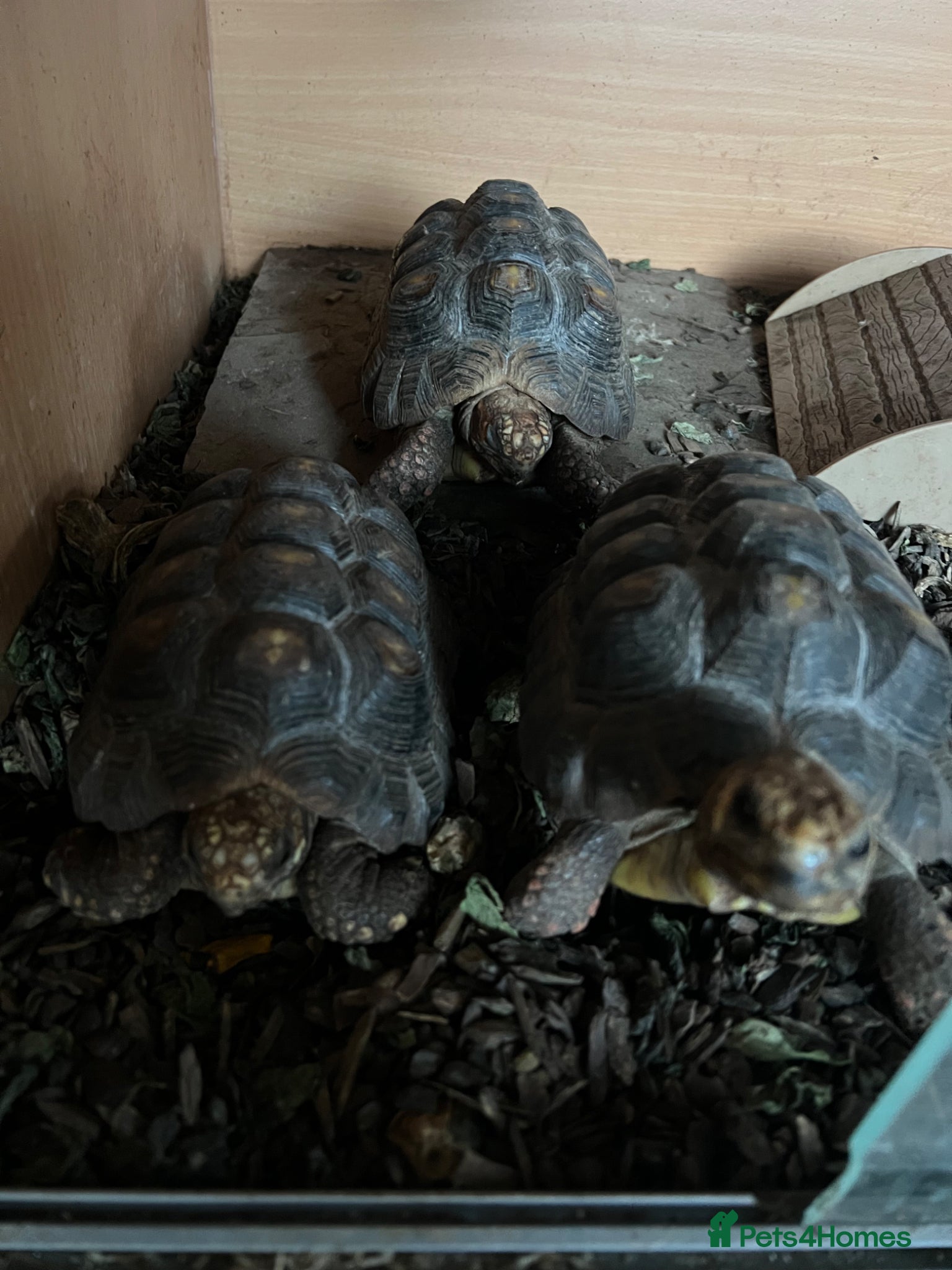 Tortoise reptiles 3 Red foot tortoises (female)  - Advert 12