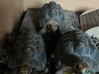 Tortoise reptiles 3 Red foot tortoises (female) - Advert 1