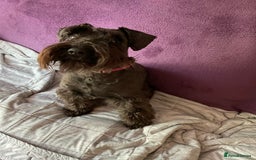Miniature Schnauzer dogs for sale: Looking for a loving home for 1yr old loving girl - Image 4