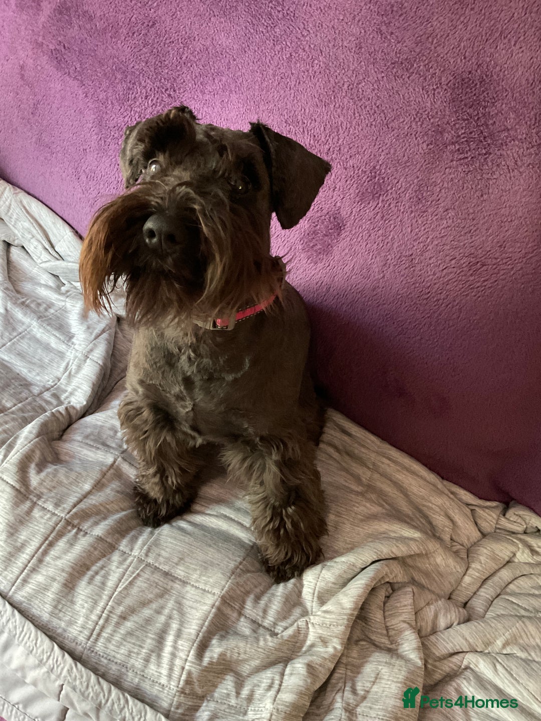 Miniature Schnauzer dogs for sale: Looking for a loving home for 1yr old loving girl - Image 4