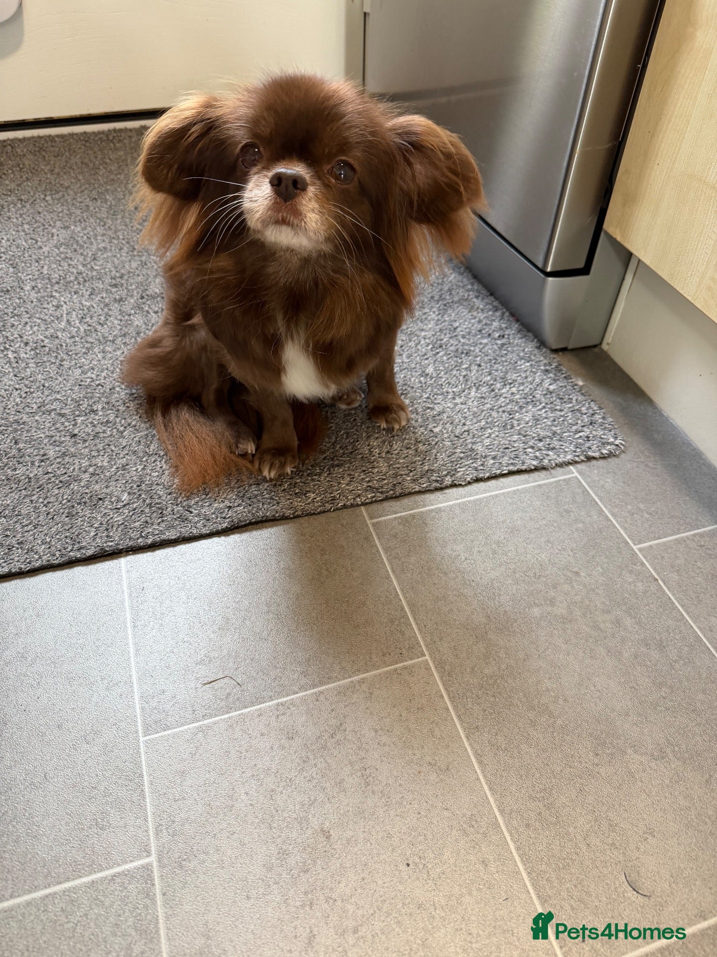 Mixed Breed dogs Beautiful Pekingese x chihuahua female  - Advert 2