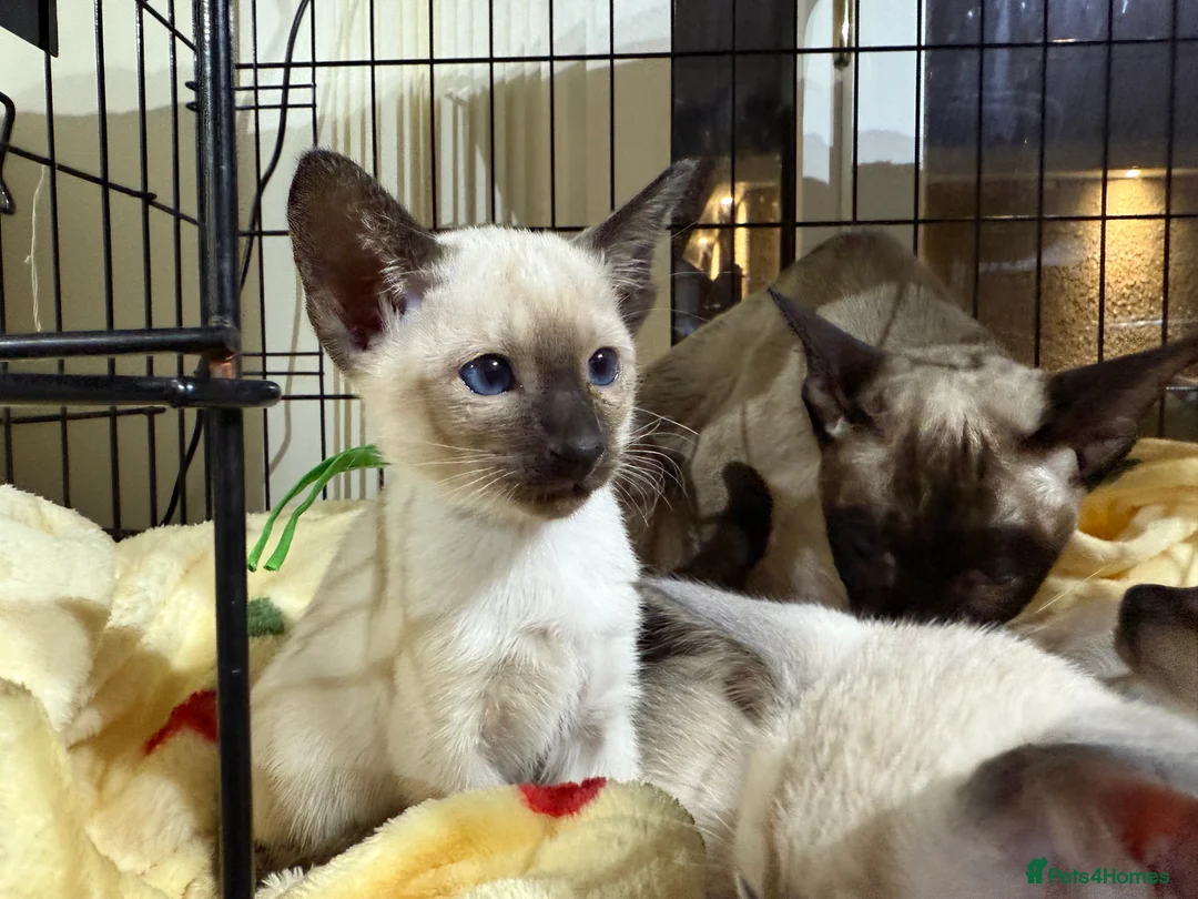 Siamese cats for sale: Siamese kittens  - Advert 12