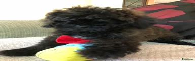 Shihpoo 1