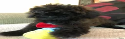 Shihpoo dogs for sale: shihpoo puppies for sale  - Advert 21