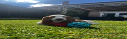 Basset Hound dogs for sale: 4 month old basset hound puppy - Advert 4