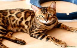 Bengal cats for sale: Beautiful Bengal kittens - Image 9