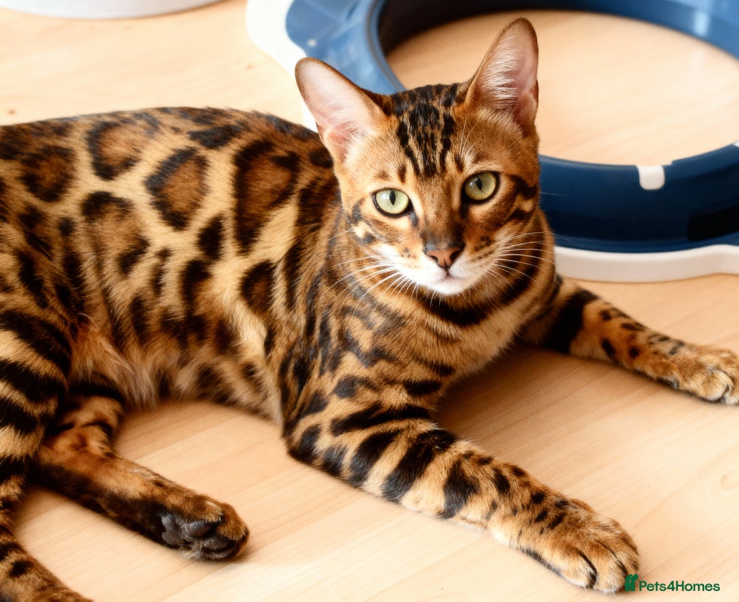 Bengal cats for sale: Beautiful Bengal kittens - Image 9